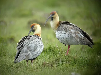 Black-faced Ibis