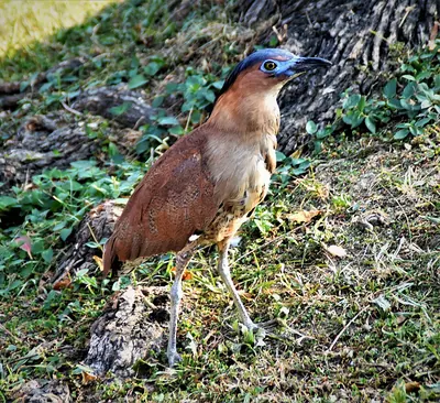 Malay Night-heron