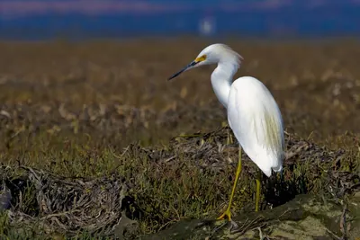 Snowy Egret