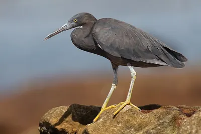 Pacific Reef-Egret