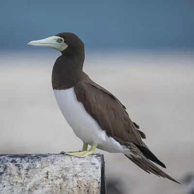 Brown Booby