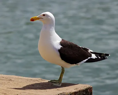 Kelp Gull