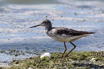 Common Greenshank