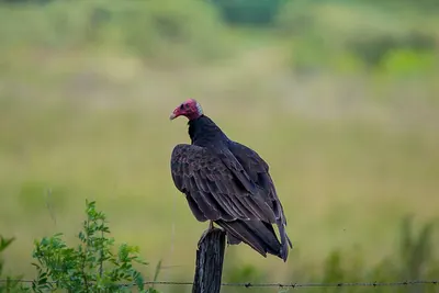 Turkey Vulture