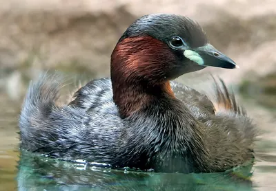 Little Grebe