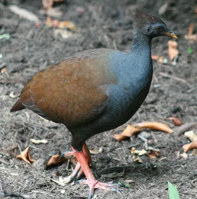 Scrubfowl