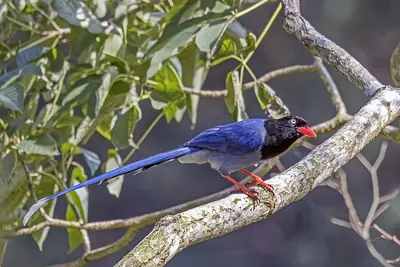 Taiwan Blue Magpie