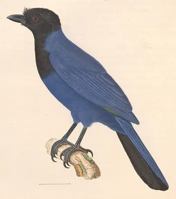Purplish Jay