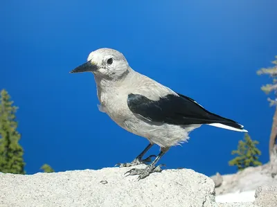 Clark's Nutcracker
