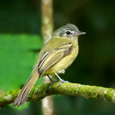 Yellow-olive Flycatcher