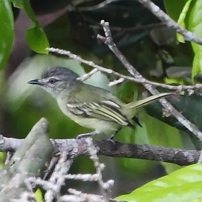 Gray-crowned Flycatcher