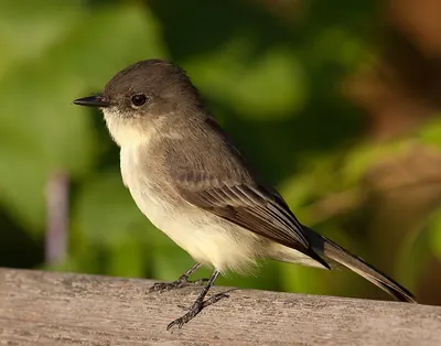 Eastern phoebe