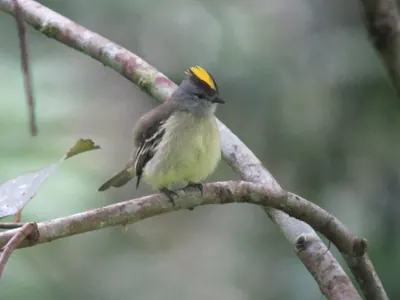Yellow-crowned Tyrannulet