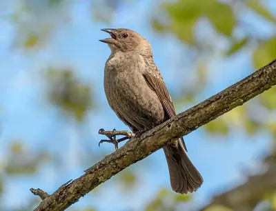 Brown-headed Cowbird