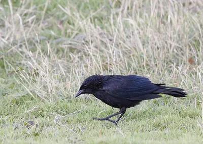 Cuban Blackbird