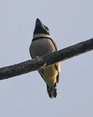 Black-and-yellow Broadbill