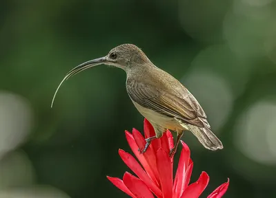 Little Spiderhunter