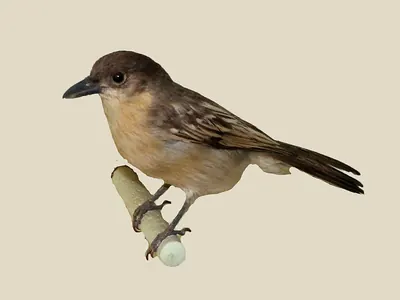 Northern Puffback