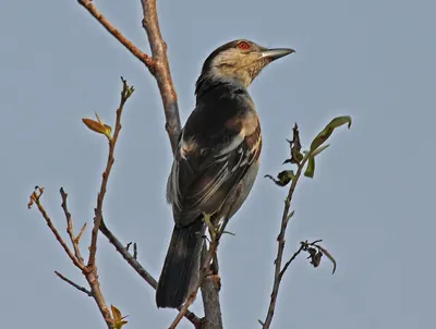 Southern Puffback