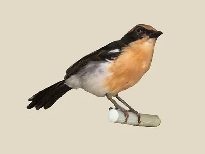 Luehder's Bushshrike