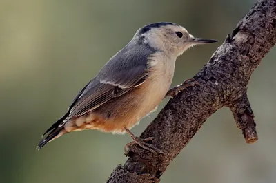 White-breasted Nuthatch