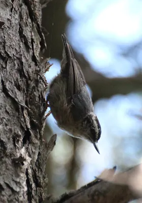 Chinese Nuthatch