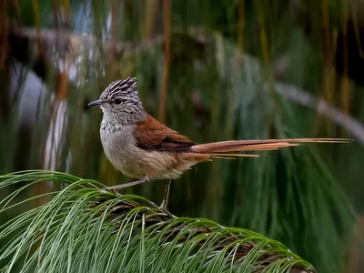 Araucaria Tit-spinetail