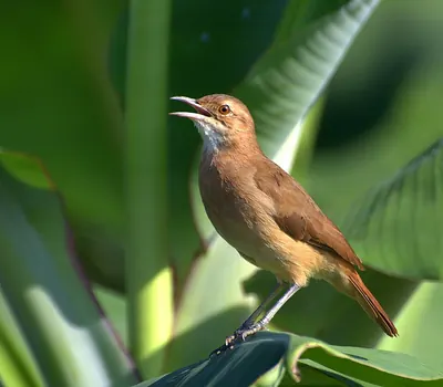 Rufous Hornero
