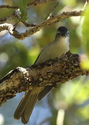 Yellow-streaked Greenbul