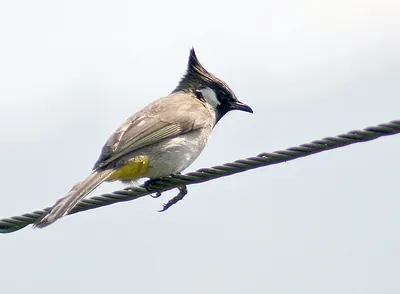 Himalayan Bulbul