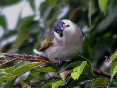 Taiwan Bulbul