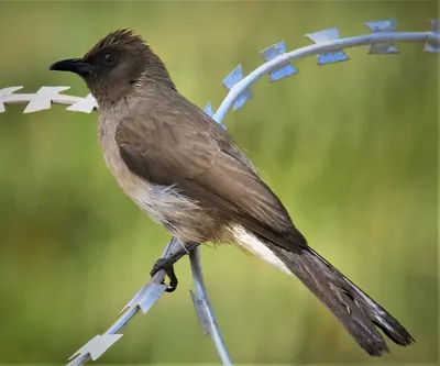 Common Bulbul
