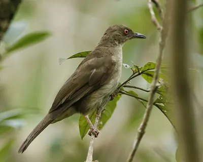 Red-eyed Bulbul