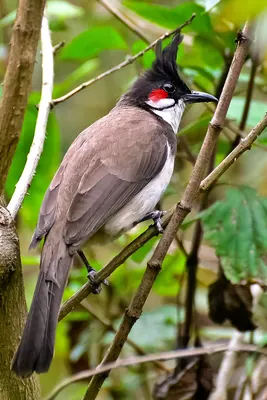 Red-whiskered Bulbul
