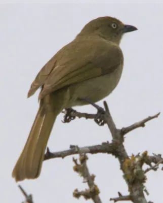 Sombre Greenbul