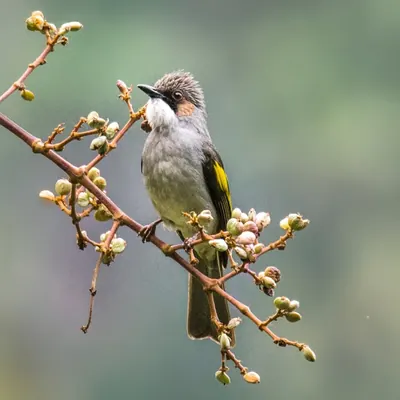 Ashy Bulbul