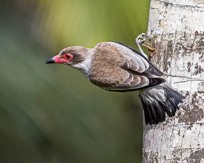 Masked Tityra