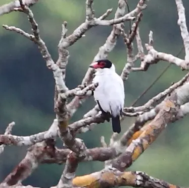 Black-tailed Tityra