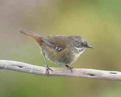 Brown Scrubwren