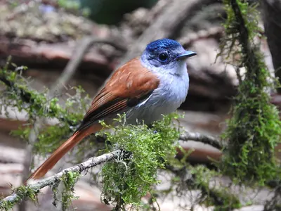 São Tomé Paradise-Flycatcher