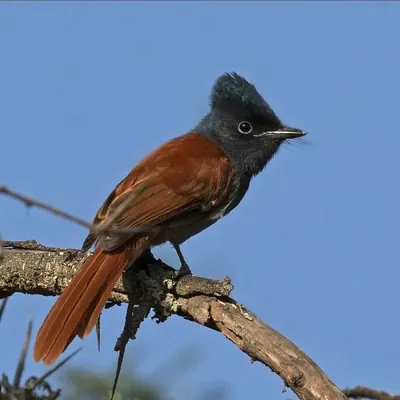 African Paradise-flycatcher