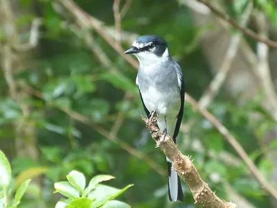 Ryukyu Minivet