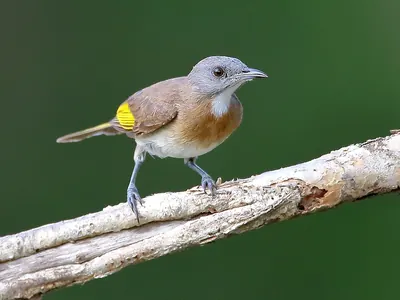 Rufous-banded Honeyeater