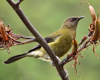 Bellbird