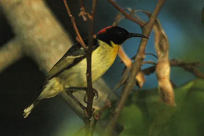 Orange-breasted Myzomela