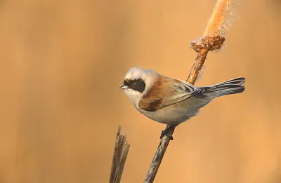 Eurasian Penduline Tit