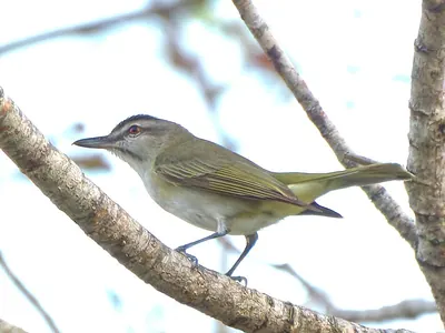 Black-whiskered Vireo