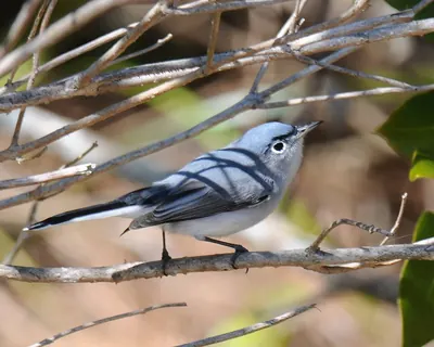 Blue-grey Gnatcatcher