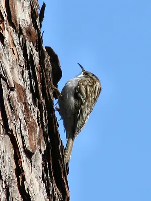 Eurasian Treecreeper