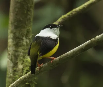 White-collared Manakin